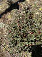 صورة Cotoneaster microphyllus Wall. ex Lindl.