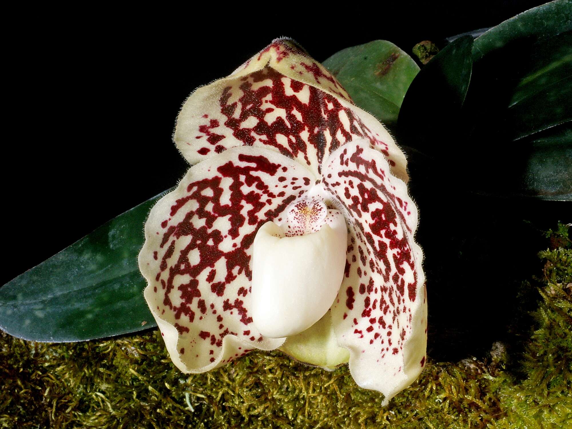 Image of Godefroy's Paphiopedilum