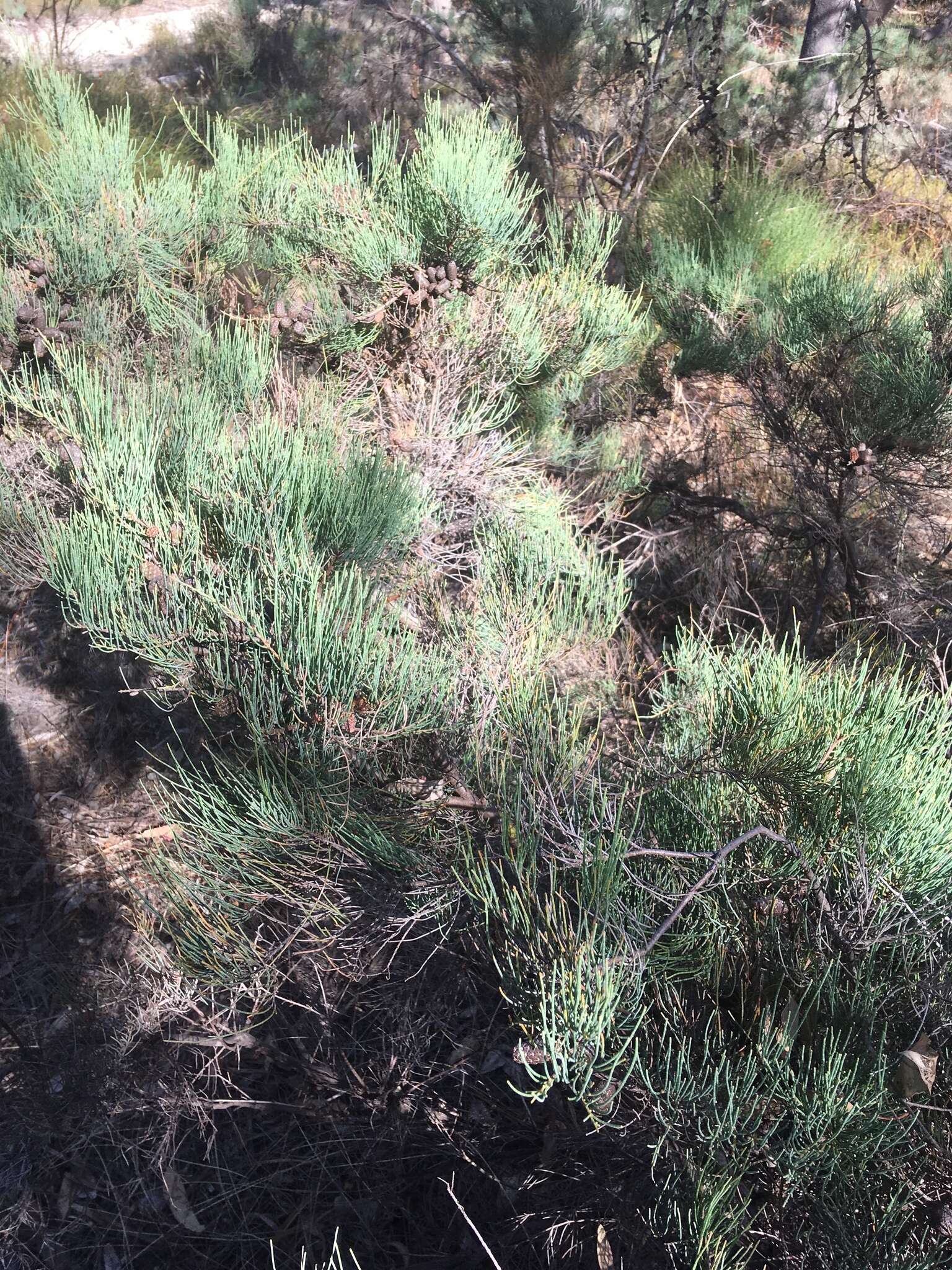 Image of Allocasuarina humilis (Otto & A. Dietr.) L. A. S. Johnson