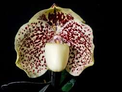 Image of Godefroy's Paphiopedilum