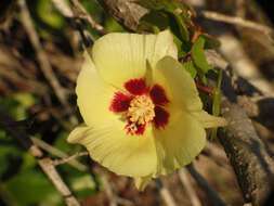 Image of upland cotton