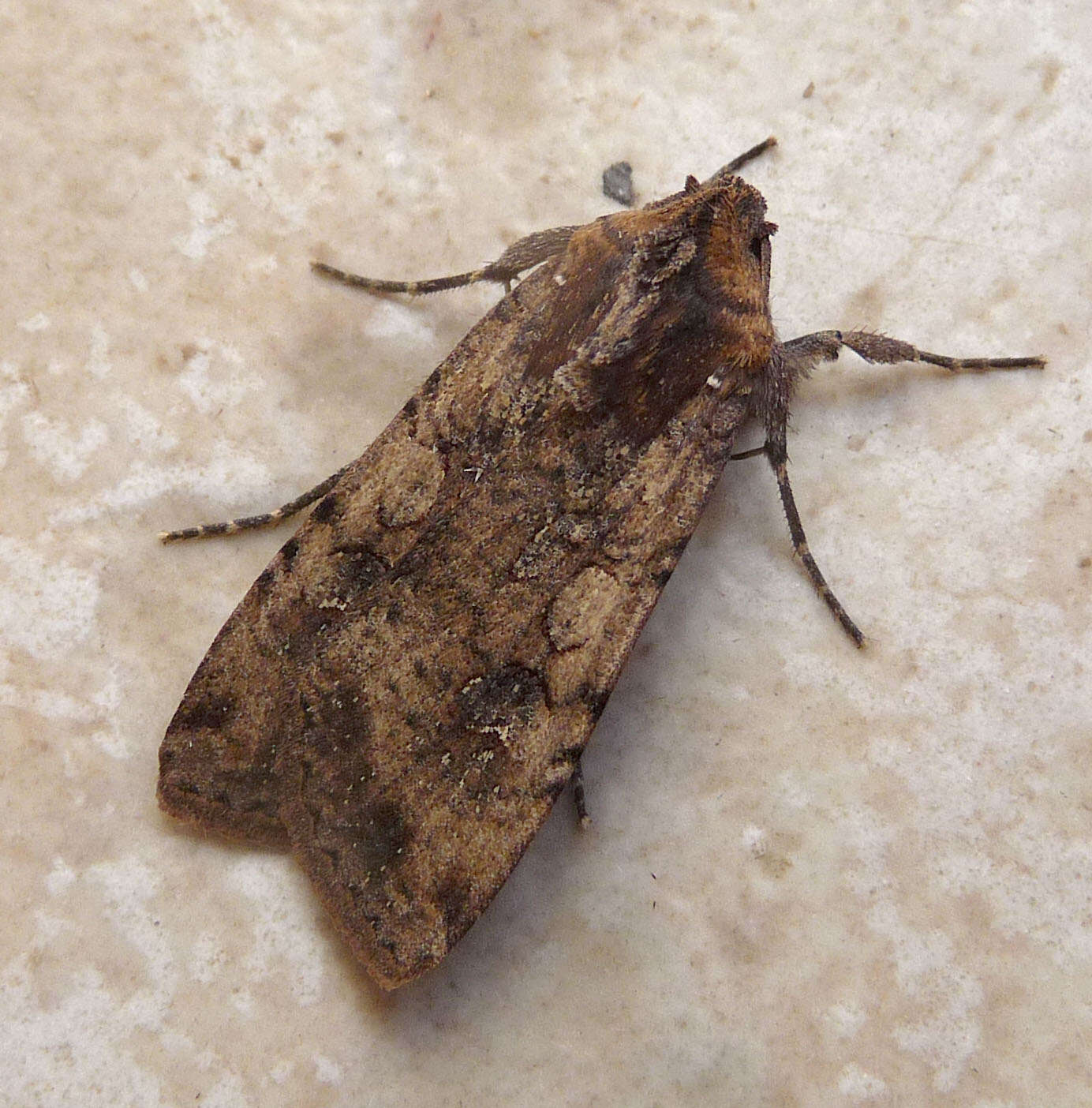 Image of pearly underwing