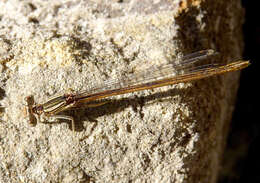 Imagem de Platycnemis acutipennis Selys 1841