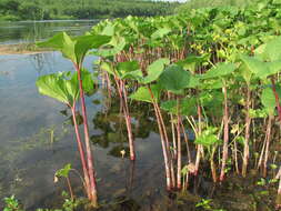 Слика од Petasites radiatus (Gmel.) J. Toman