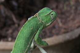 Image of Common African Flap-necked Chameleon