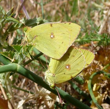 Image of clouded yellow