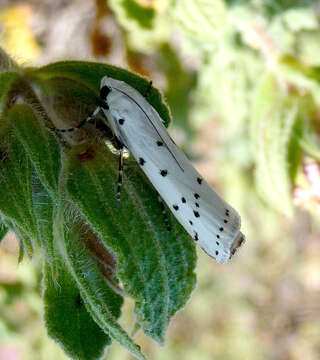 Image of Myelois circumvoluta