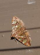 Image of Mulberry Leaftier Moth