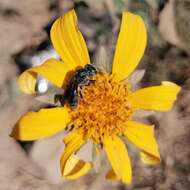 Imagem de Augochlora nigrocyanea Cockerell 1897