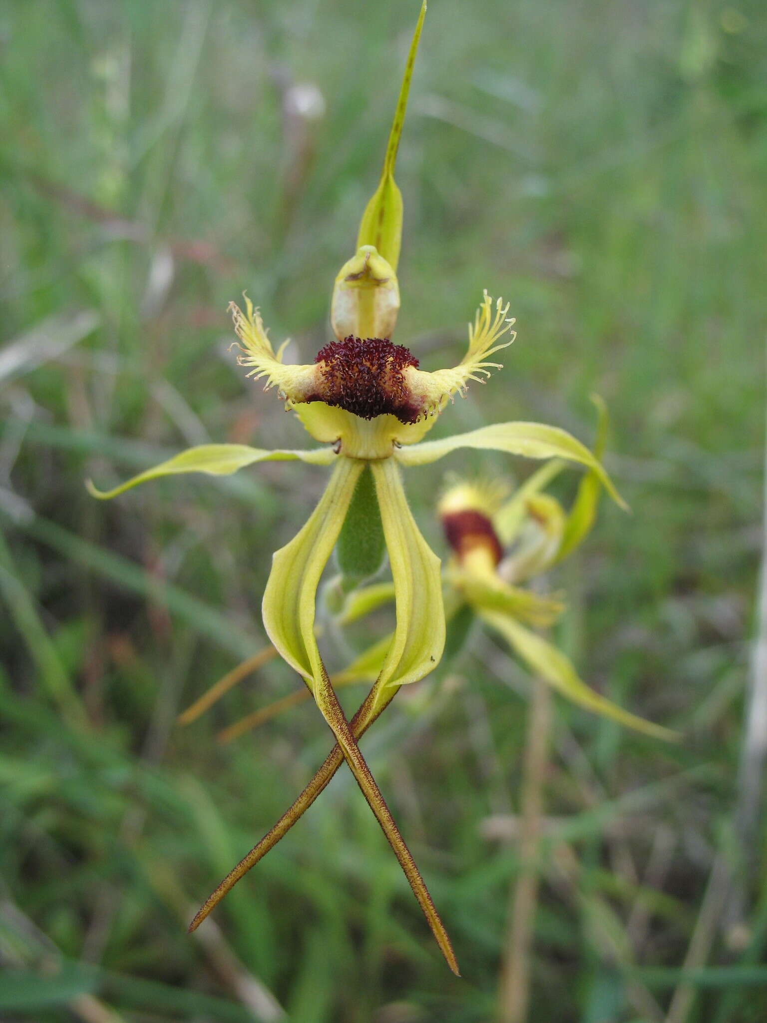 Caladenia crebra A. S. George resmi