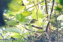 Image of Yellow-throated Warbler