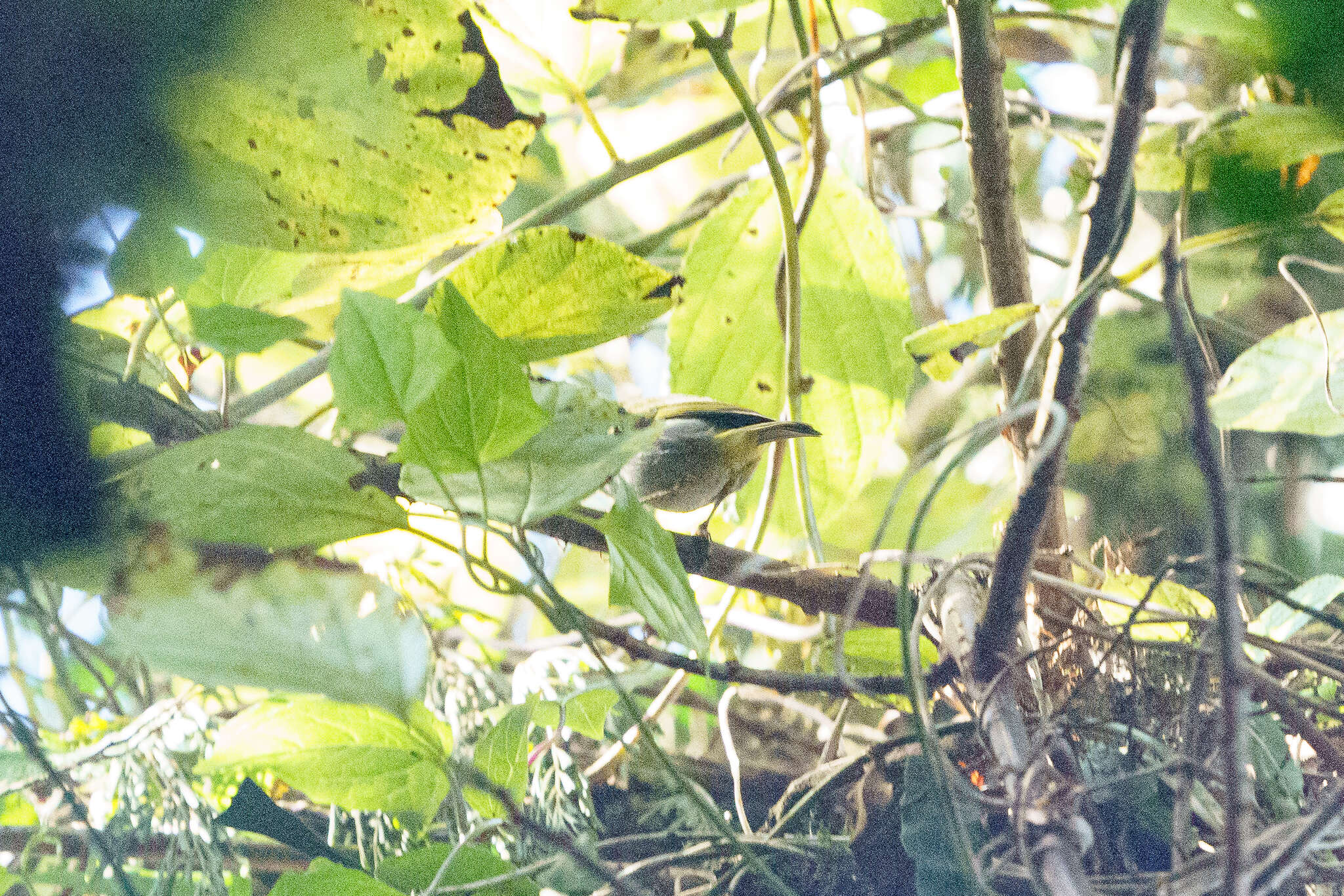 Image of Yellow-throated Warbler