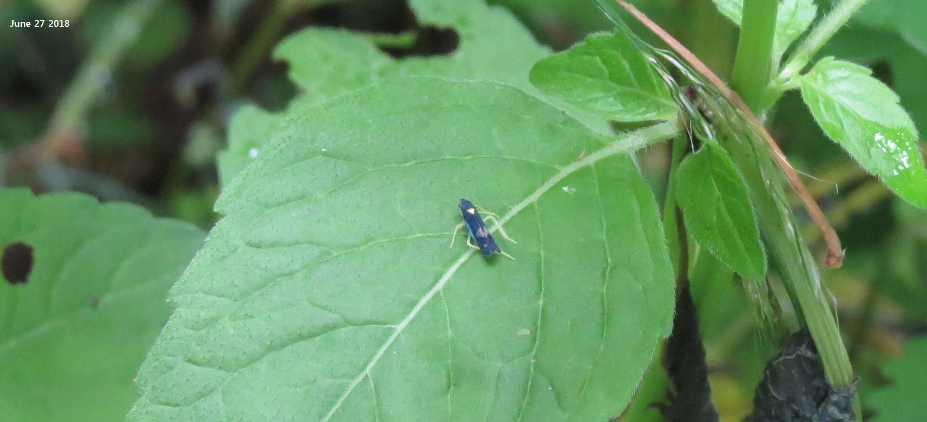 Imagem de Mileewa (Mileewa) dorsimaculata Melichar 1902