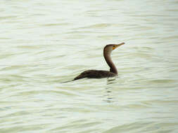 Image of Double-crested Cormorant