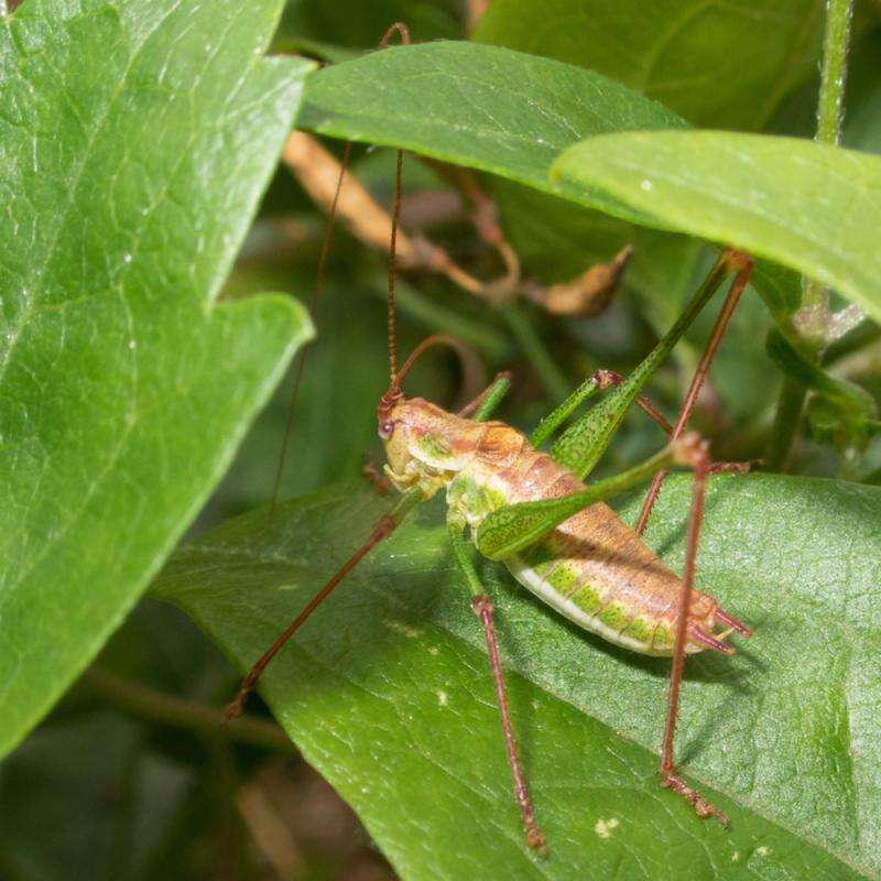 Image of striped bush-cricket