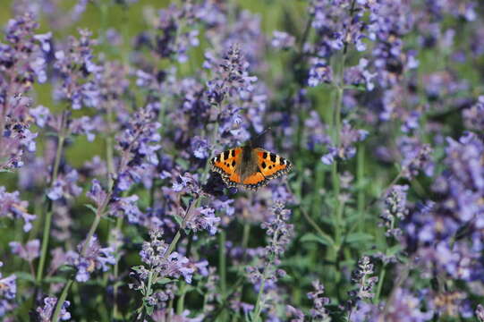 Imagem de Aglais urticae Linnaeus 1758