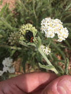 صورة Phidippus ardens Peckham & Peckham 1901