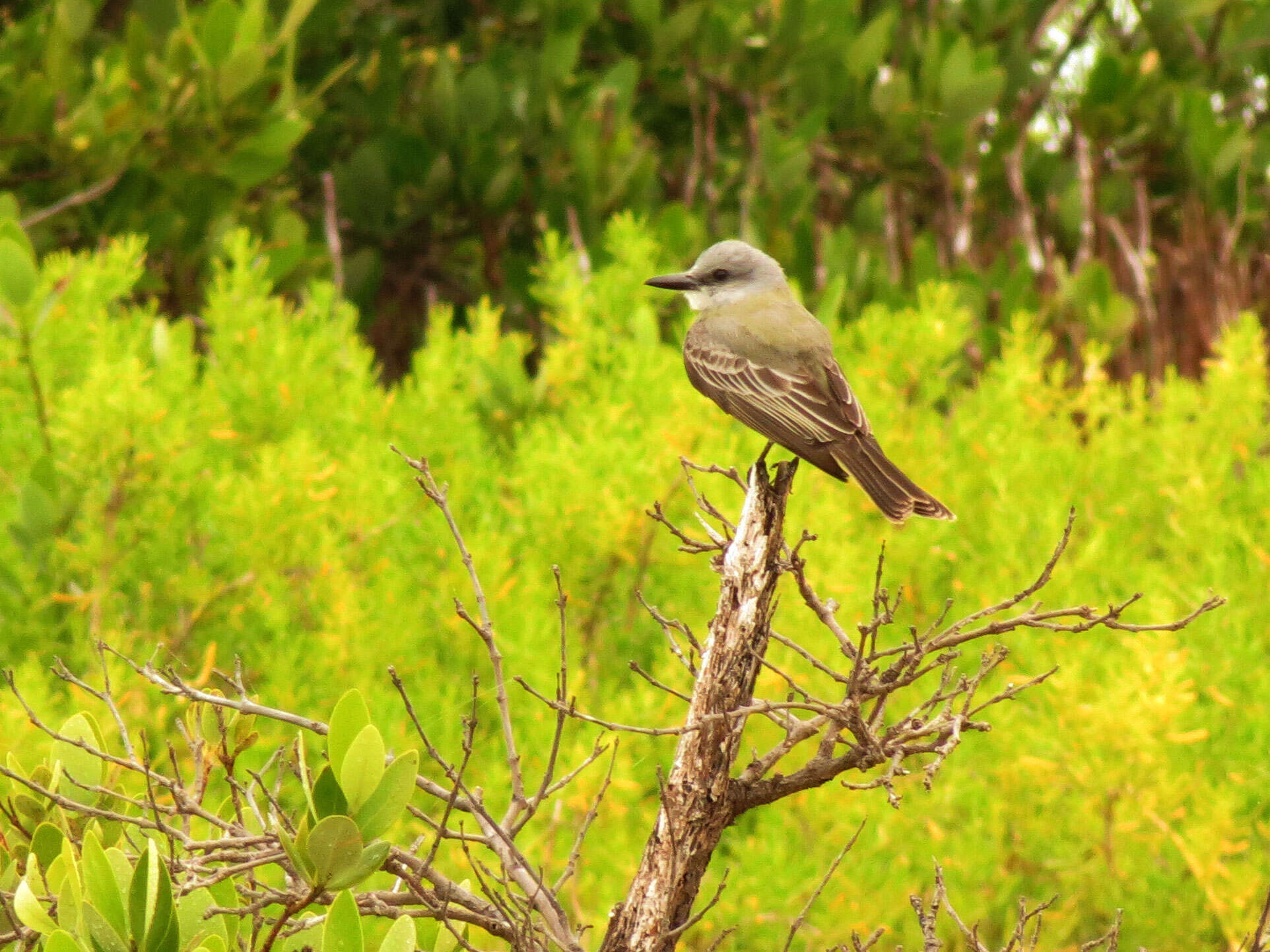 Image of Tropical Kingbird