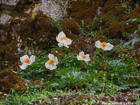 Image of Paeonia clusii subsp. clusii