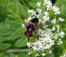 Image of Eristalis pertinax (Scopoli 1763)