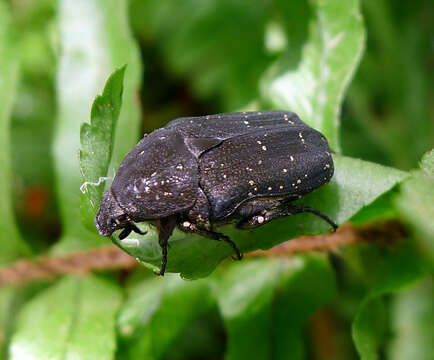 Image of Oxythyrea funesta (Poda 1761)