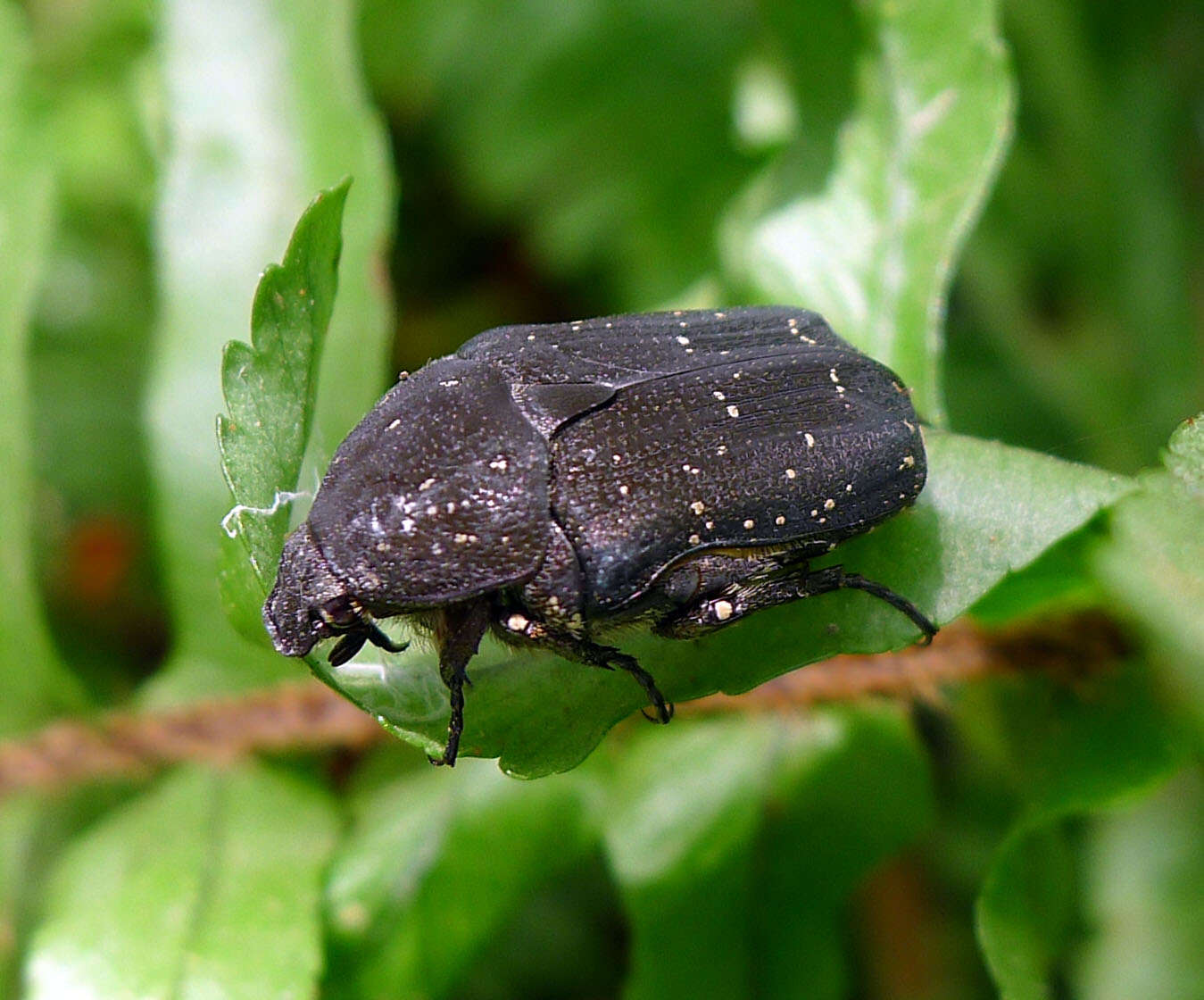 Image de Cétoine grise