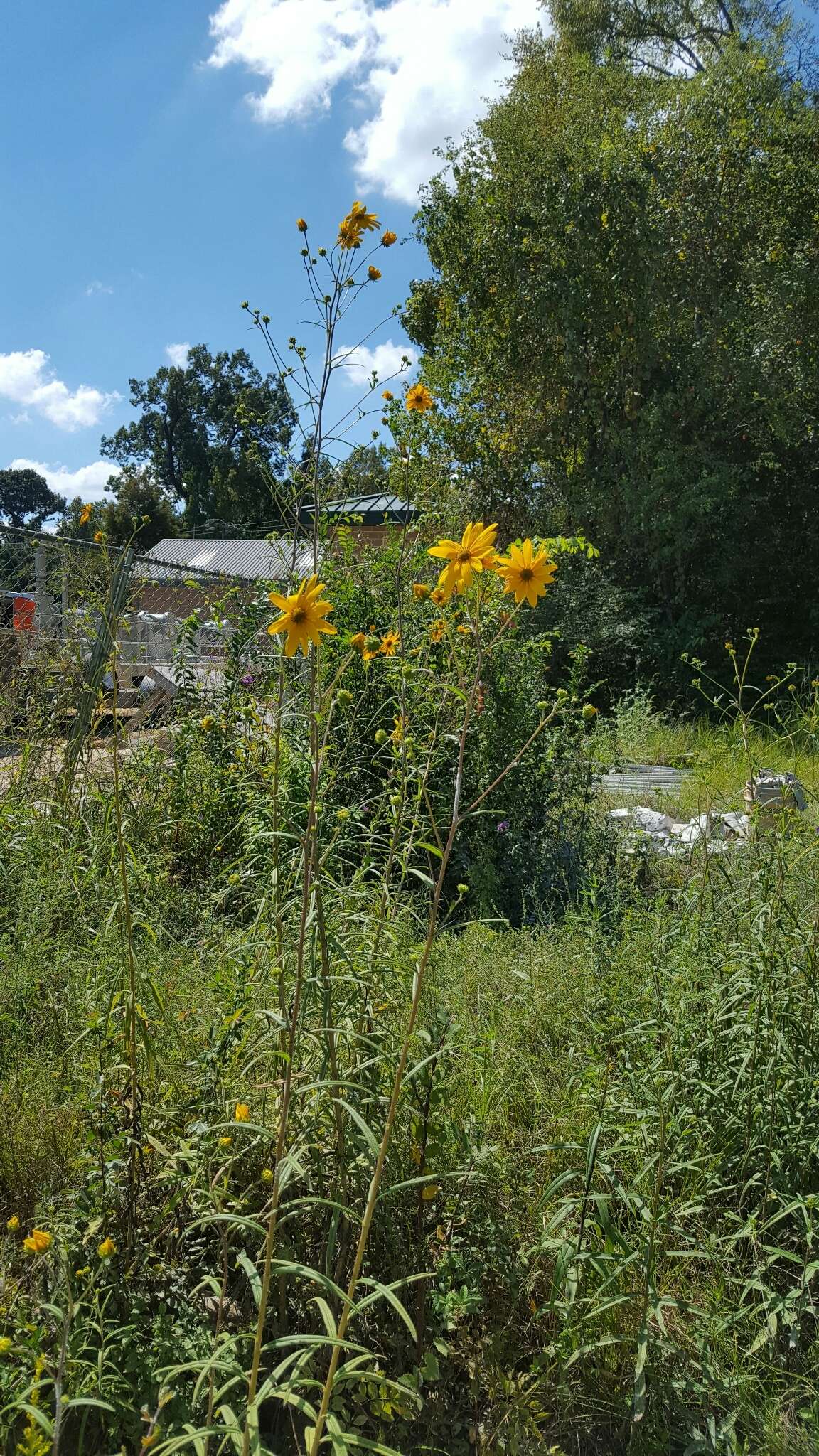 Sivun Helianthus simulans E. E. Watson kuva