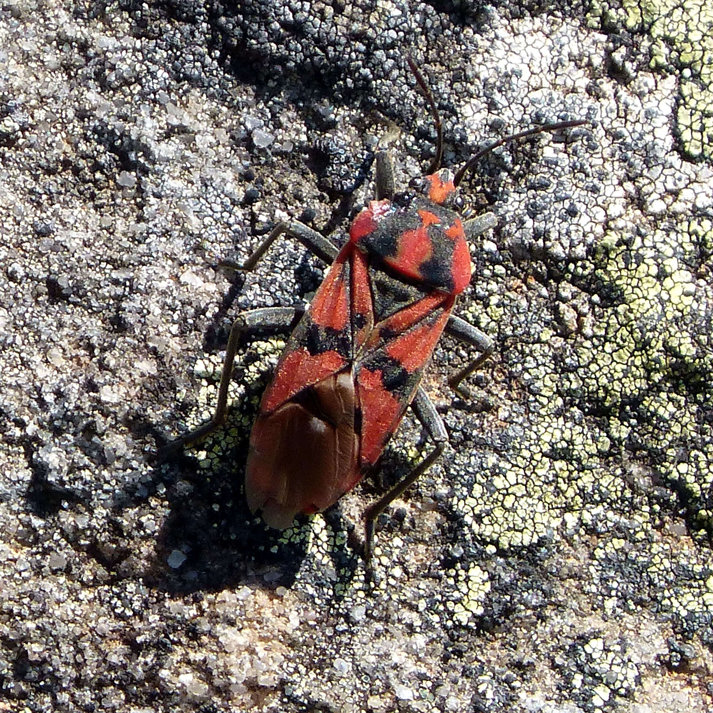 Image of Spilostethus pandurus Scopoli 1763