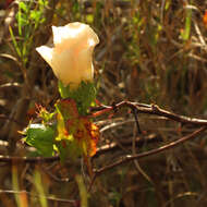 Image of upland cotton