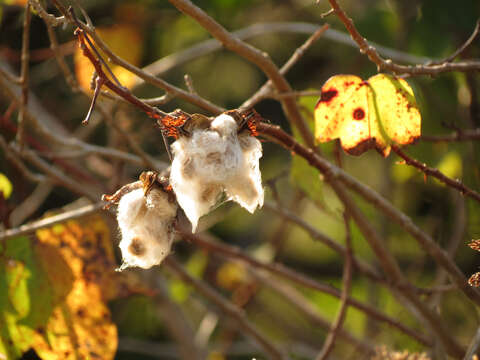 Image of upland cotton