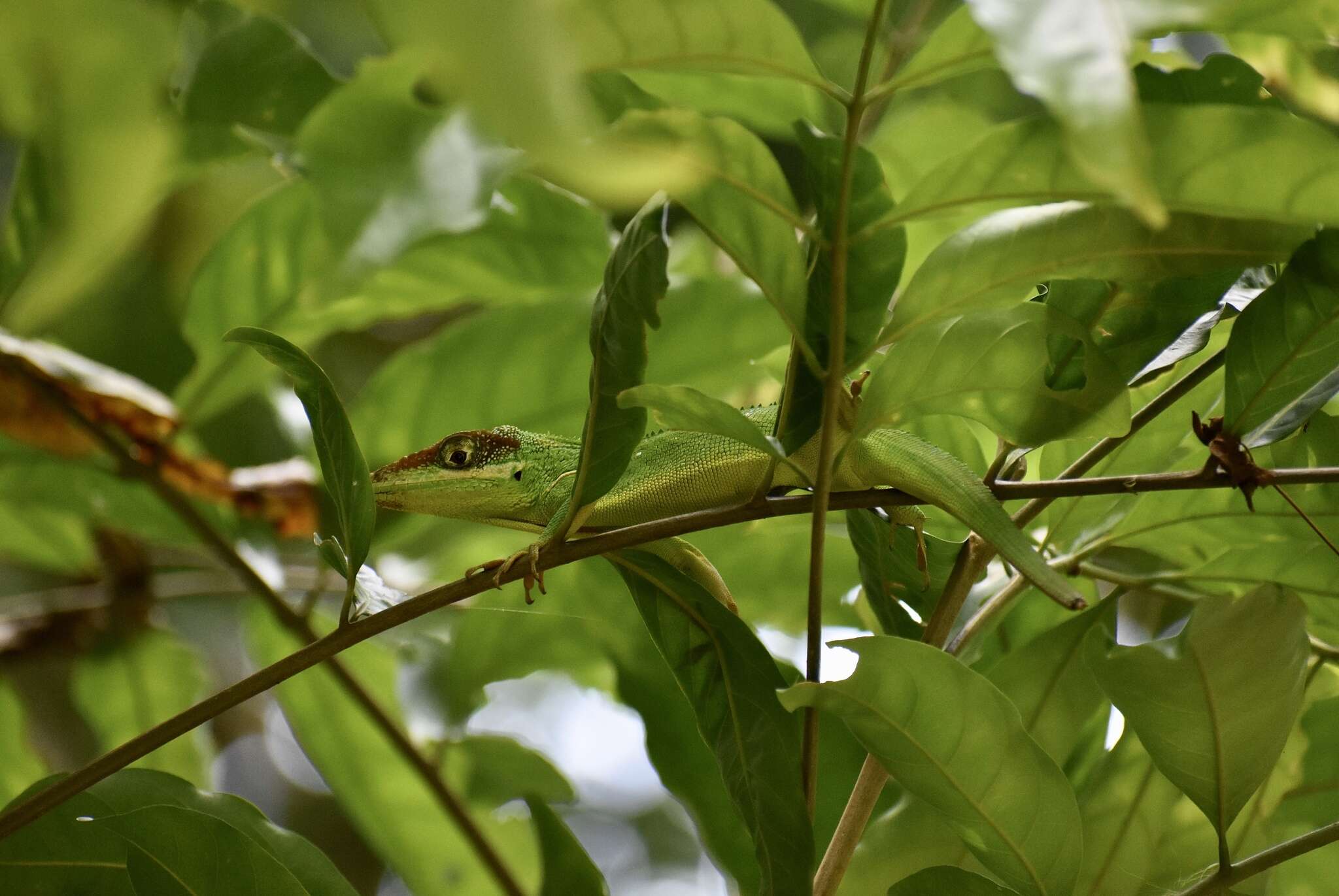 Image of Anolis equestris persparsus Schwartz And Garrido 1972