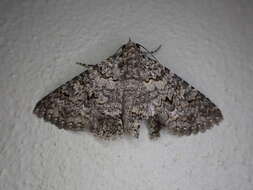 Image of Monkeypod moth