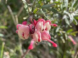 Image of Grevillea lanigera A. Cunn. ex R. Br.