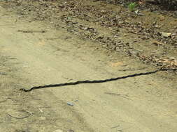 Image of Chicken Snake