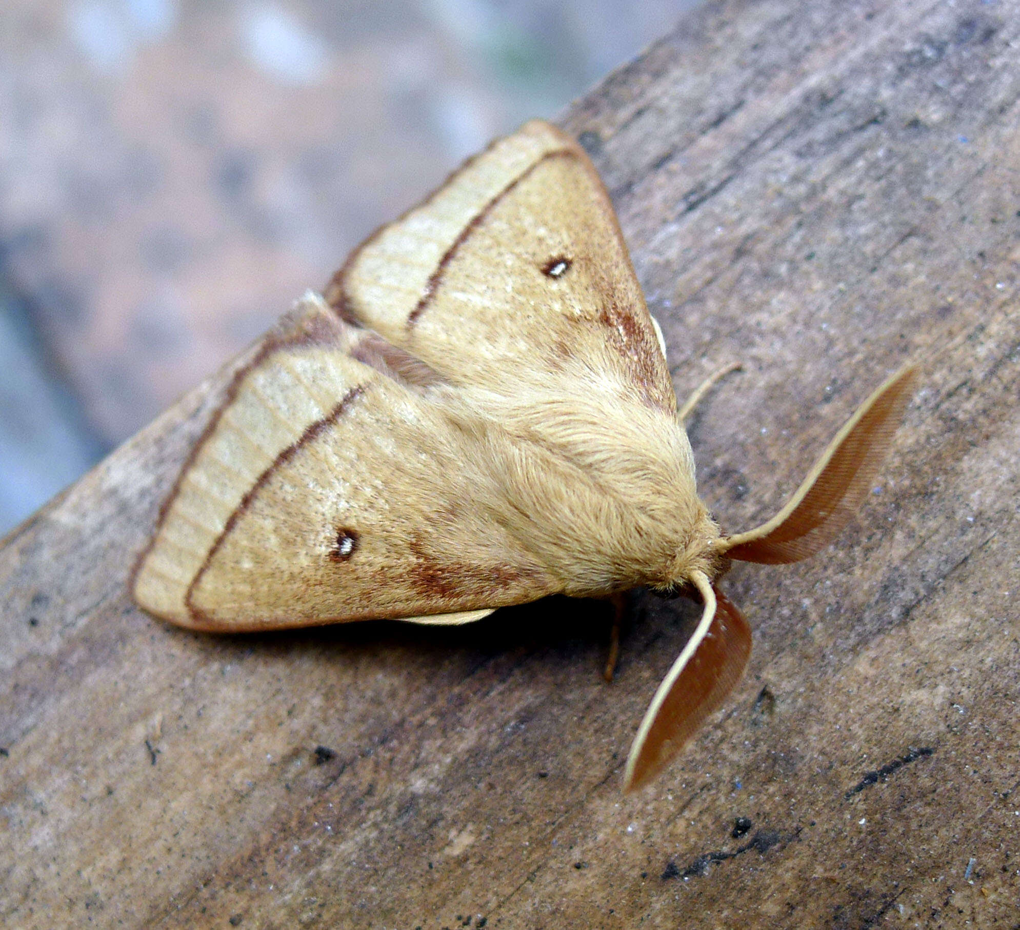 Image of grass eggar