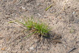 Image of shaved sedge