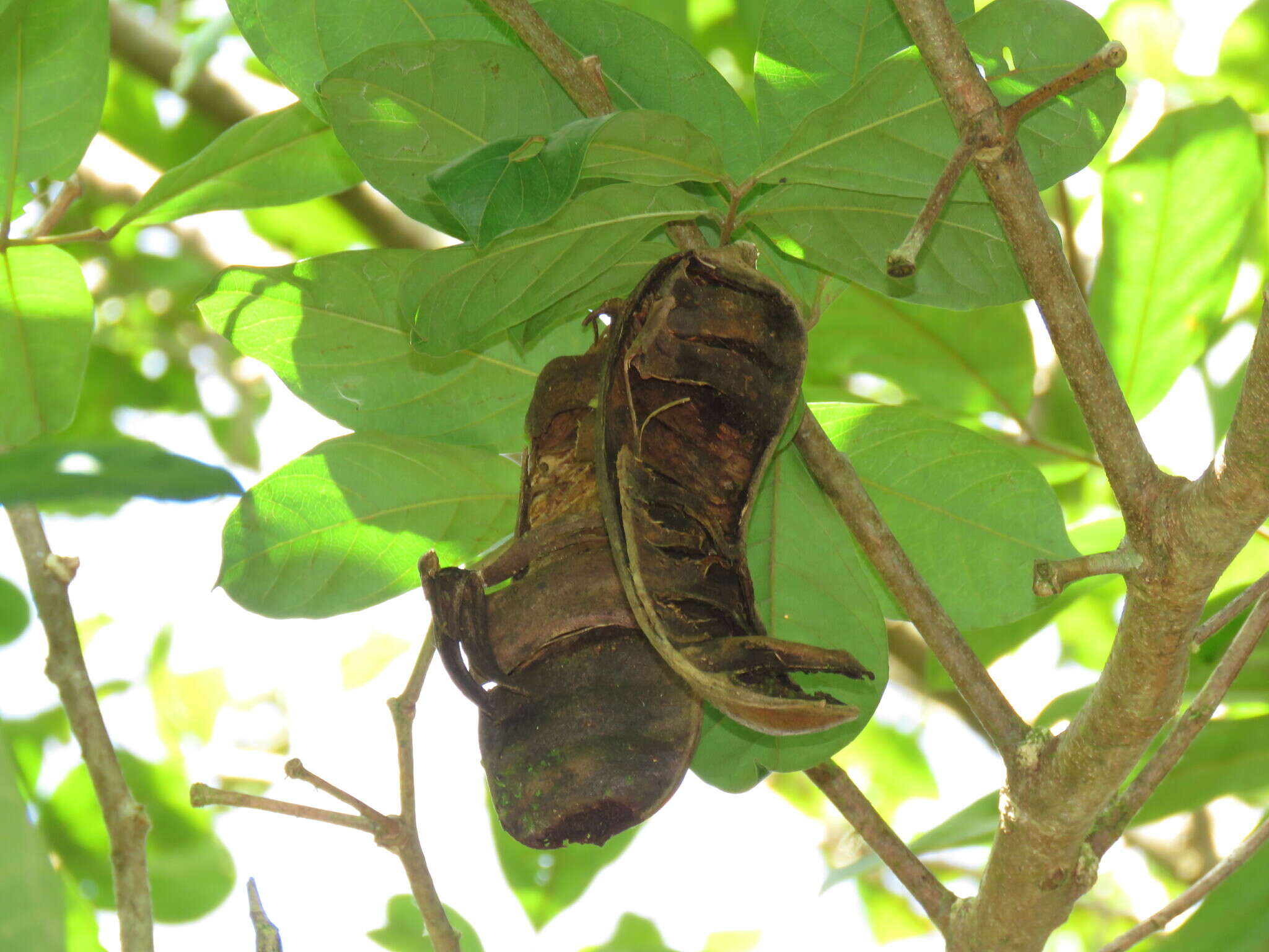 صورة Inga nobilis subsp. quaternata (Poepp. & Endl.) T. D. Penn.