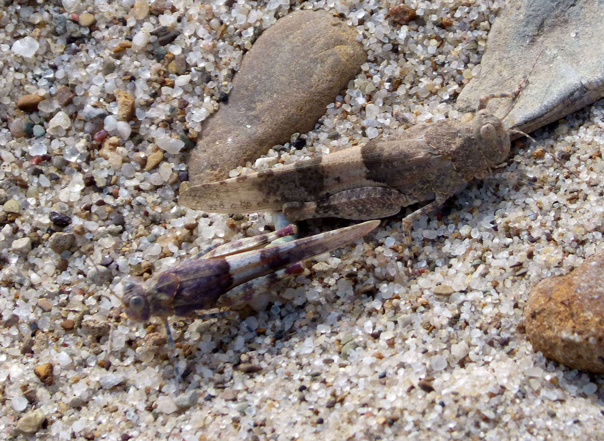 Image of blue-winged grasshopper