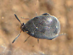 Image of Leaf beetle