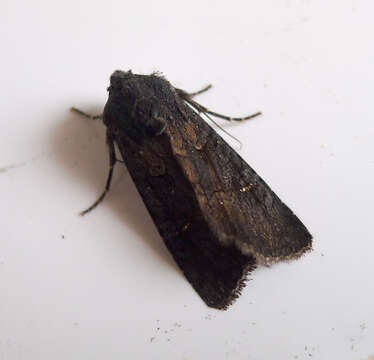 Image of black rustic