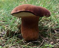 Imagem de Tylopilus badiceps (Peck) A. H. Sm. & Thiers 1971