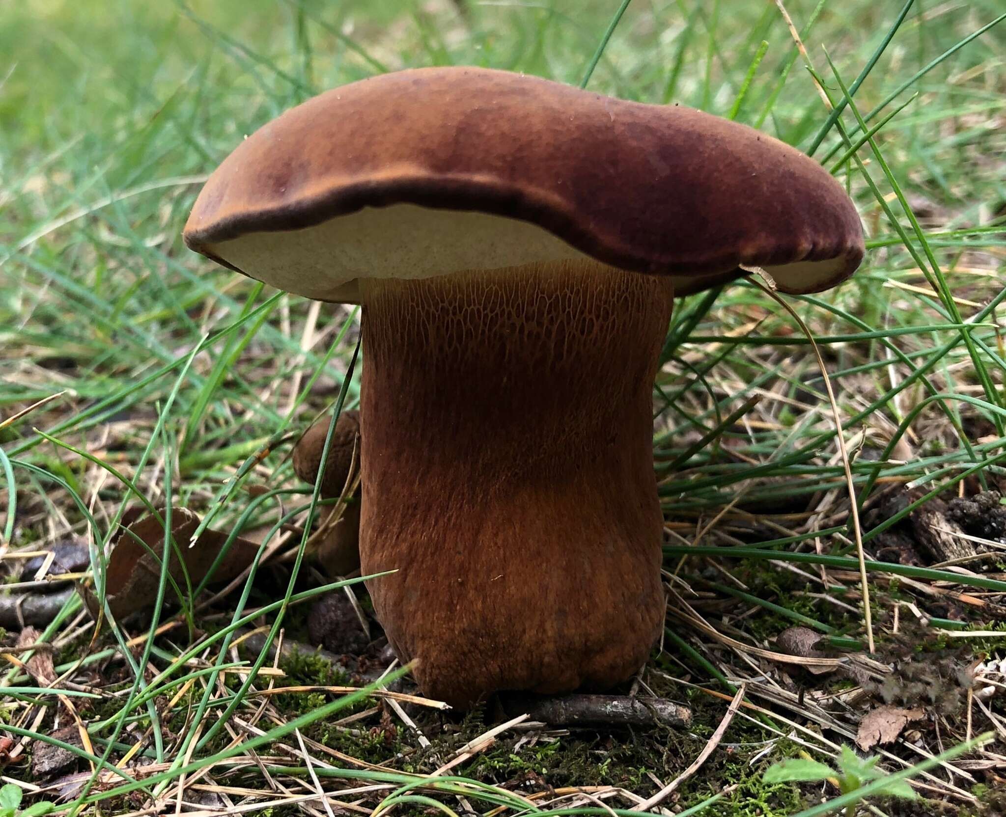 Imagem de Tylopilus badiceps (Peck) A. H. Sm. & Thiers 1971