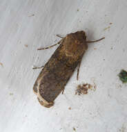 Image of turnip moth