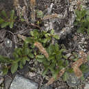Image of Salix rectijulis Ledeb. ex Trautv.