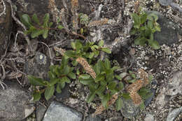 Image de Salix rectijulis Ledeb. ex Trautv.