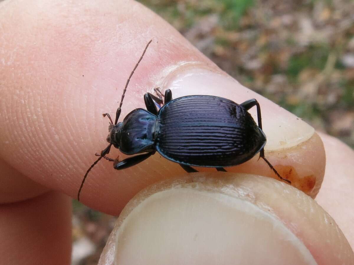 صورة Sphaeroderus canadensis Chaudoir 1861