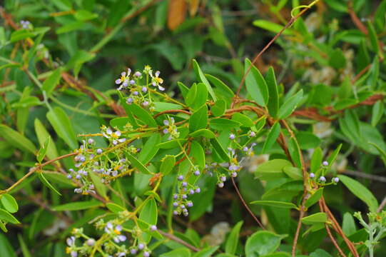 Image of Adelphia hiraea (Gaertn.) W. R. Anderson