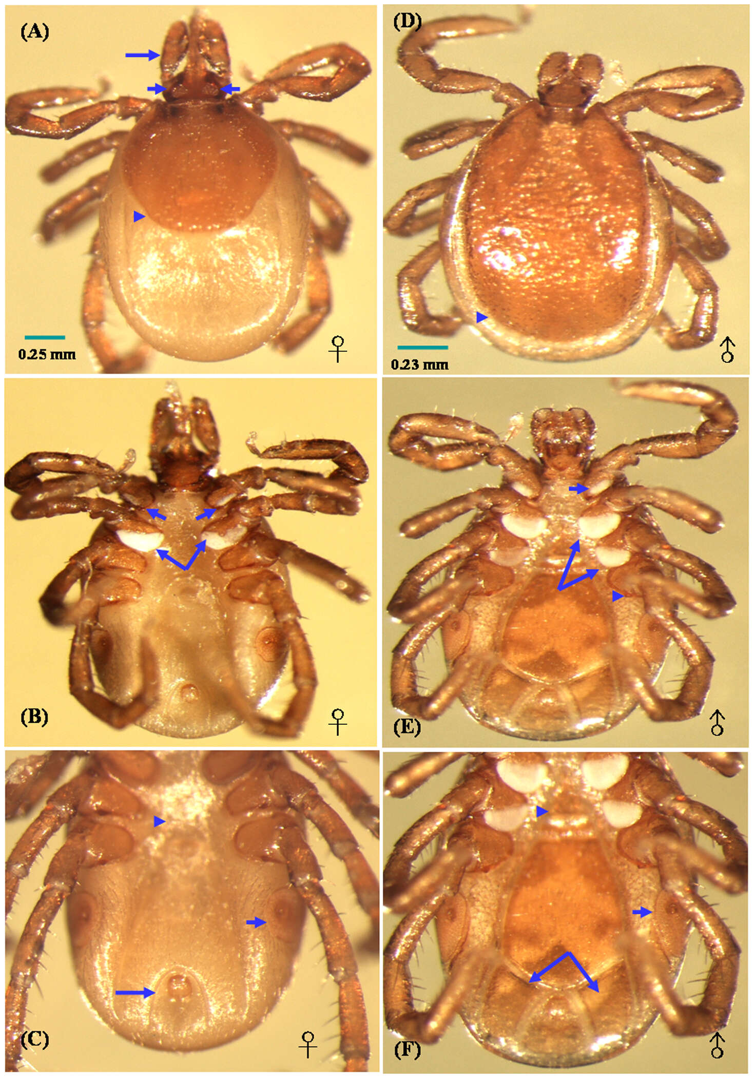 Image of Ixodes Latreille 1795