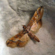 Image of Ornate Hydriris Moth