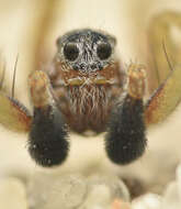 Image of Wolf spider